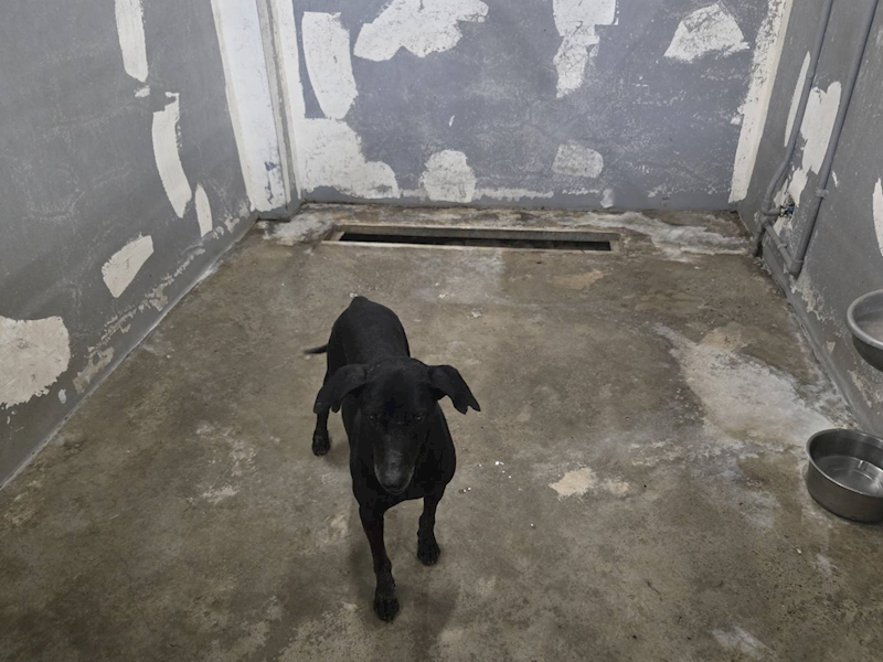 新竹市動物保護教育園區,編號:458690, 混種犬          