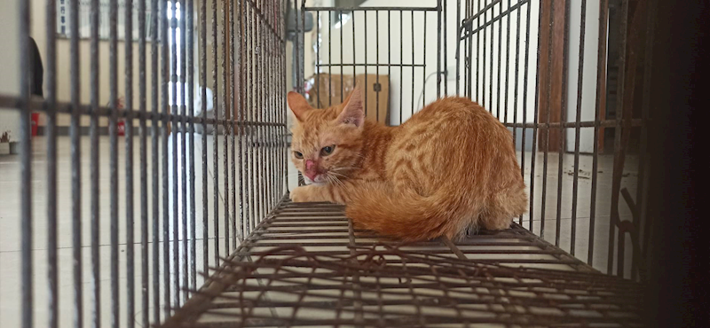 金門縣動物收容中心,編號:459415, 混種貓                 