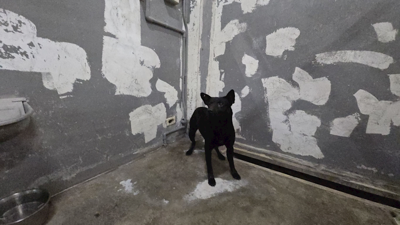 新竹市動物保護教育園區,編號:456650, 混種犬          