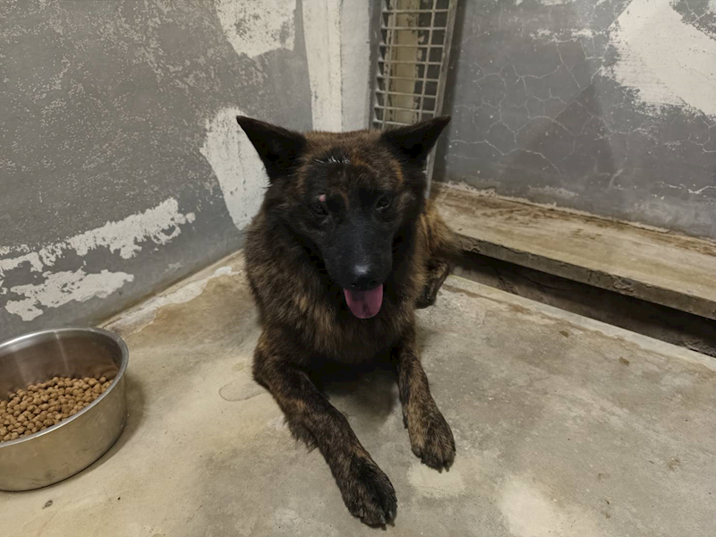 新竹市動物保護教育園區,編號:457066, 混種犬          