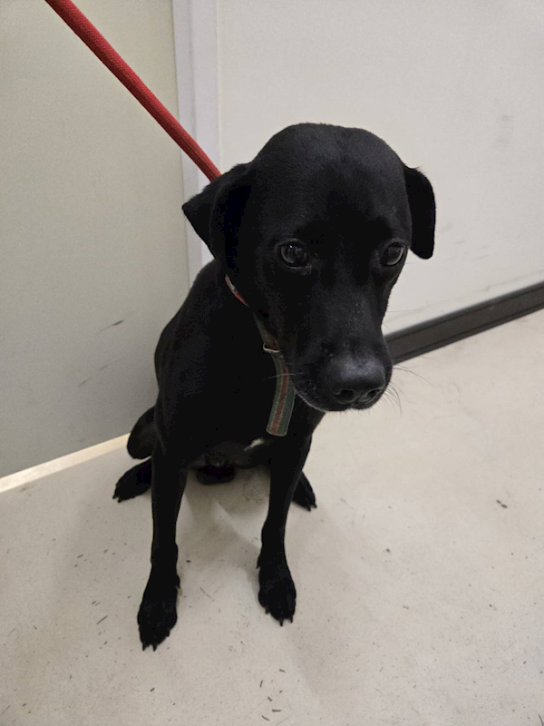 新竹市動物保護教育園區,編號:458084, 混種犬          