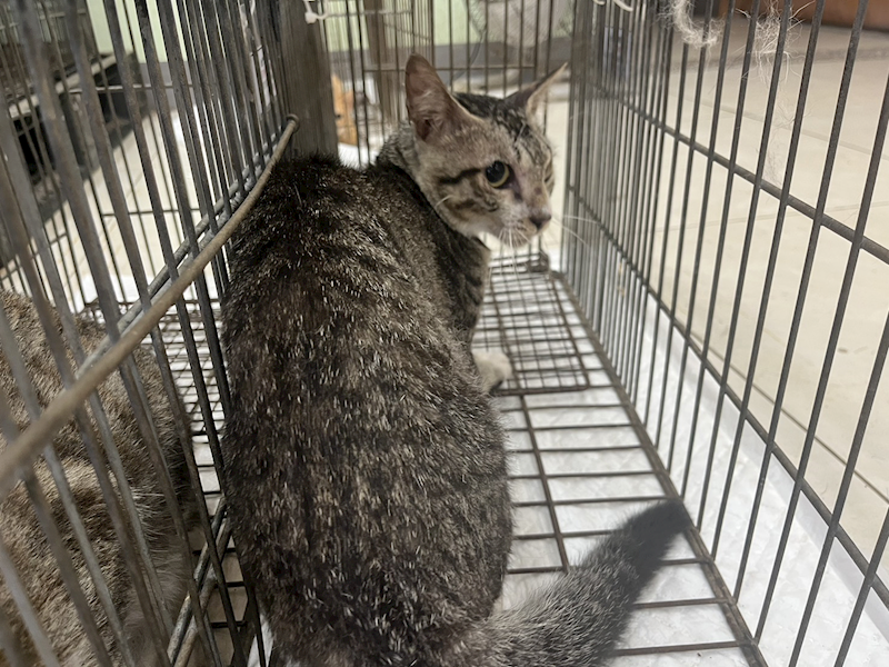 金門縣動物收容中心,編號:459413, 混種貓                 