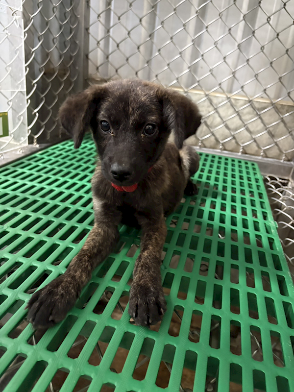 臺東縣動物收容中心,編號:459408, 混種犬          