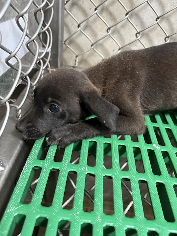 臺東縣動物收容中心,編號:459403, 混種犬          