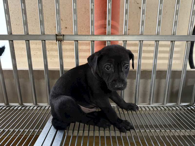 桃園市動物保護教育園區,編號:455842, 混種犬          