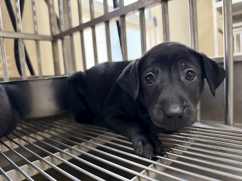 桃園市動物保護教育園區,編號:455844, 混種犬          
