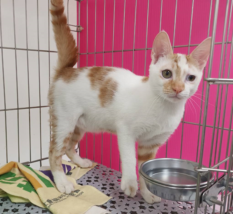 新北市板橋區公立動物之家,編號:459496, 混種貓                 