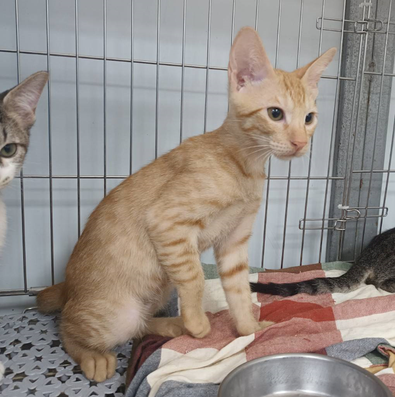 新北市板橋區公立動物之家,編號:459494, 混種貓                 
