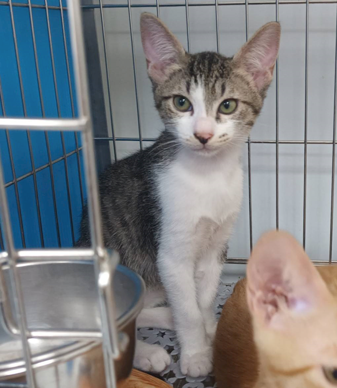 新北市板橋區公立動物之家,編號:459491, 混種貓                 