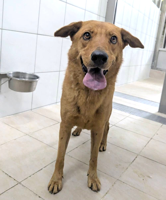 新竹縣動物保護教育園區,編號:459487, 混種犬          