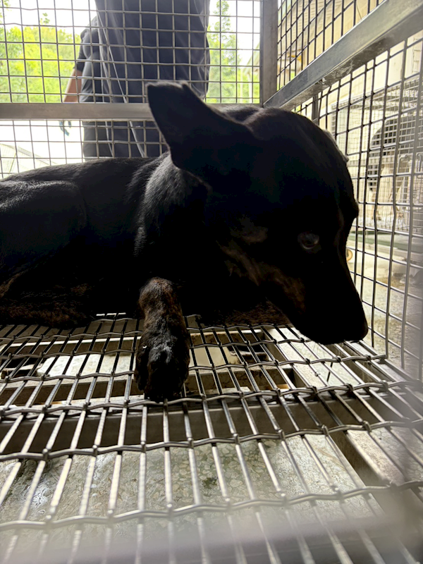 臺南市動物之家善化站,編號:459479, 混種犬          