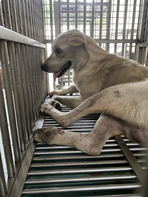 臺南市動物之家善化站,編號:459477, 混種犬          
