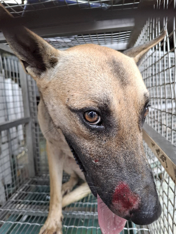 臺南市動物之家善化站,編號:459475, 混種犬          