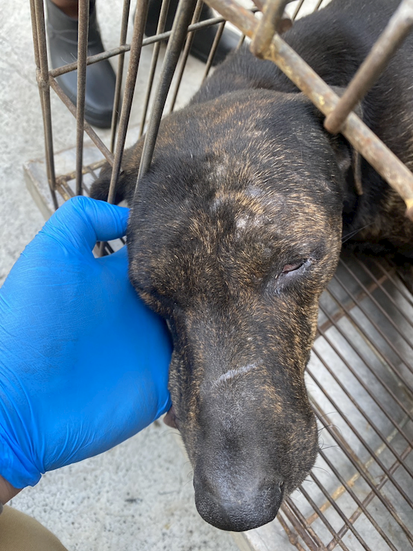 臺南市動物之家善化站,編號:459466, 混種犬          
