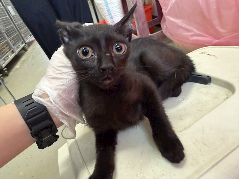 桃園市動物保護教育園區,編號:456754, 混種貓                 