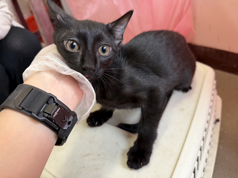桃園市動物保護教育園區,編號:456755, 混種貓                 
