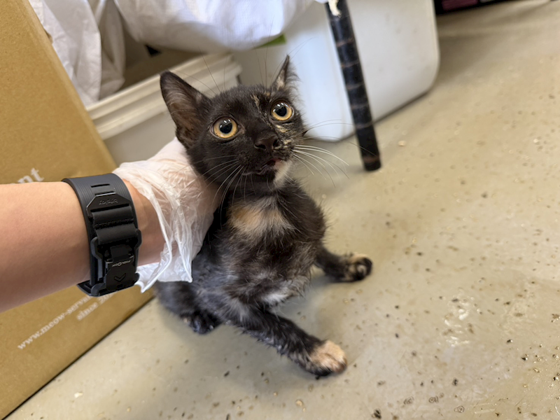 桃園市動物保護教育園區,編號:457038, 混種貓                 