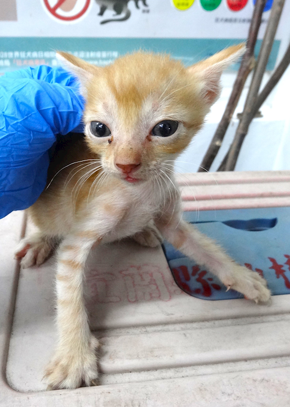 宜蘭縣流浪動物中途之家,編號:459532, 混種貓                 