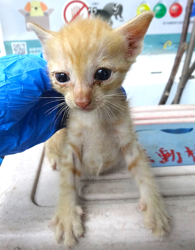 宜蘭縣流浪動物中途之家,編號:459531, 混種貓                 