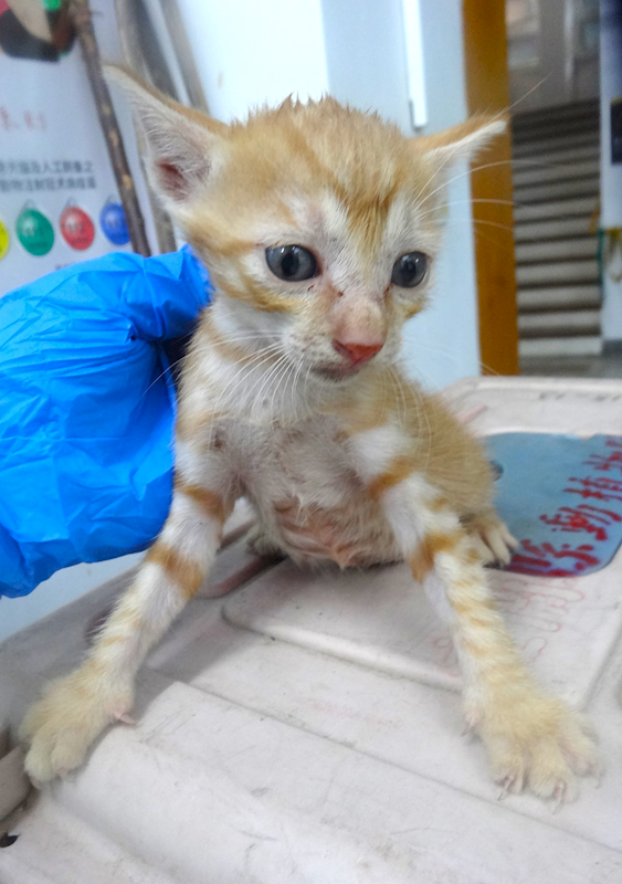 宜蘭縣流浪動物中途之家,編號:459527, 混種貓                 