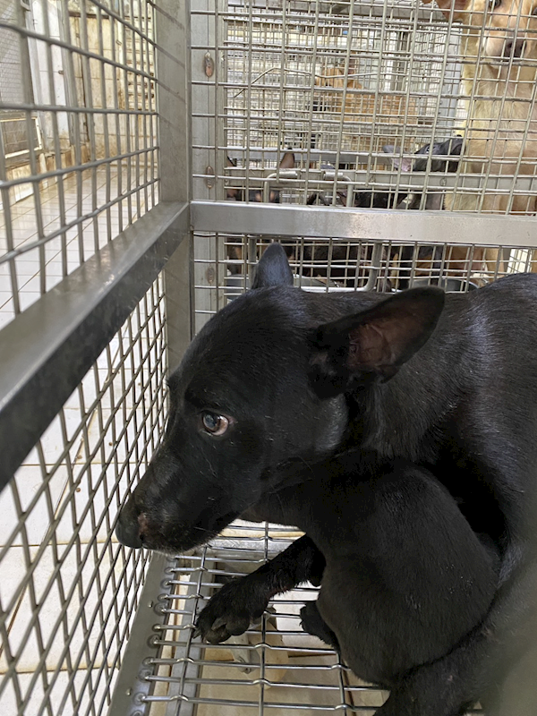 臺南市動物之家善化站,編號:459542, 混種犬          