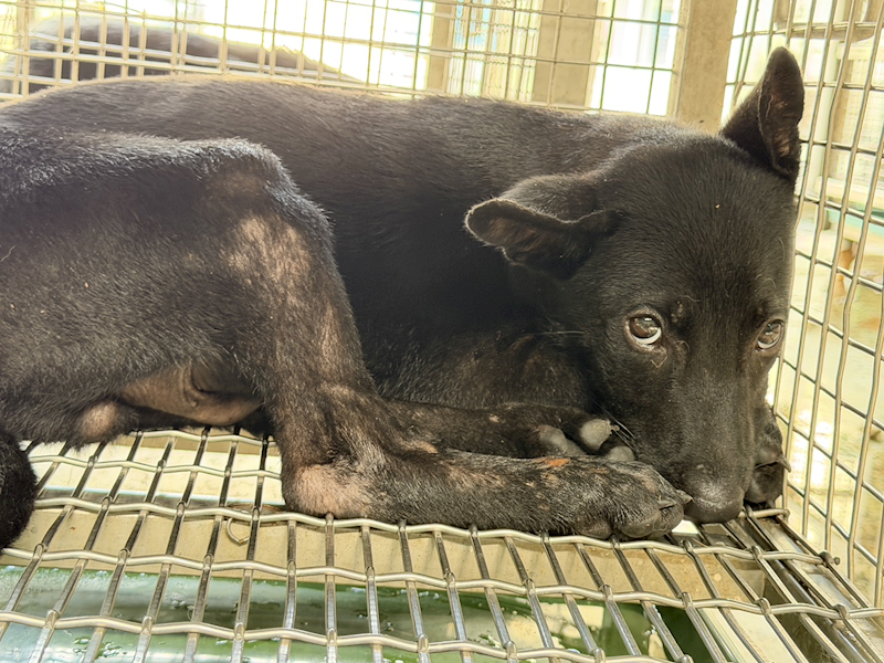 臺南市動物之家善化站,編號:459520, 混種犬          
