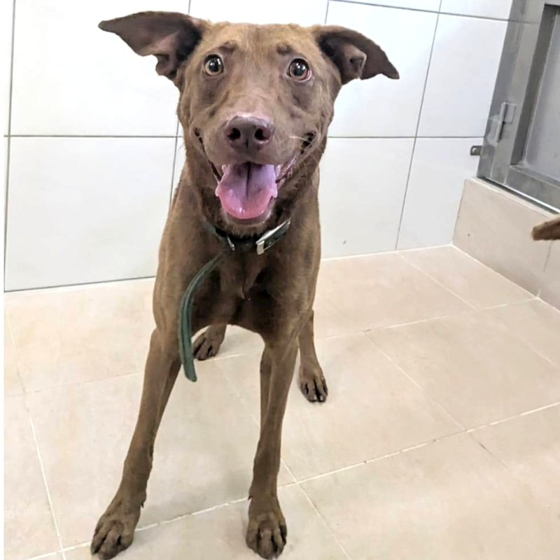 新竹縣動物保護教育園區,編號:459601, 混種犬          