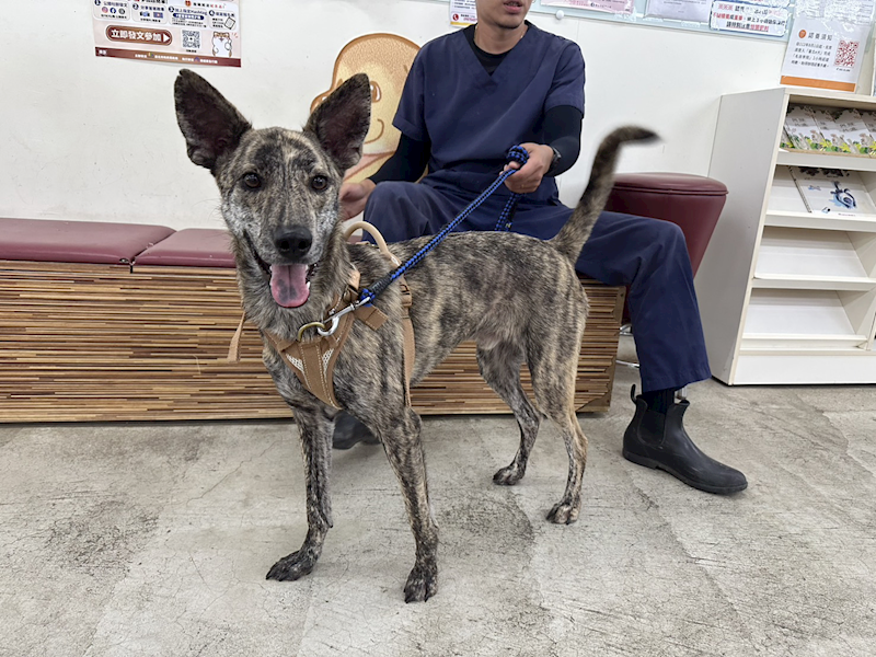 臺北市動物之家,編號:459589, 混種犬          