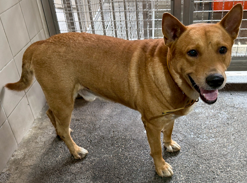 花蓮縣狗貓躍動園區,編號:459586, 混種犬          