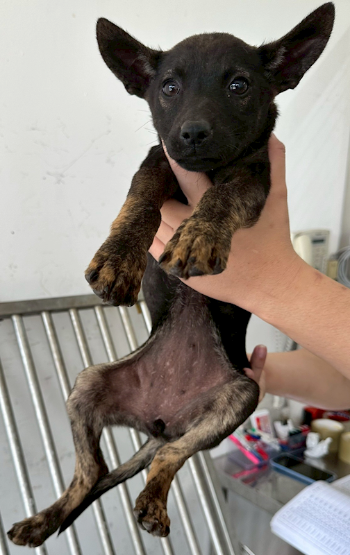 花蓮縣狗貓躍動園區,編號:447249, 混種犬          