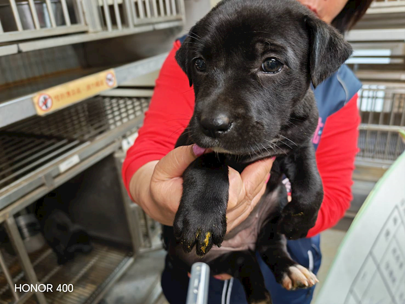桃園市動物保護教育園區,編號:451561, 混種犬          
