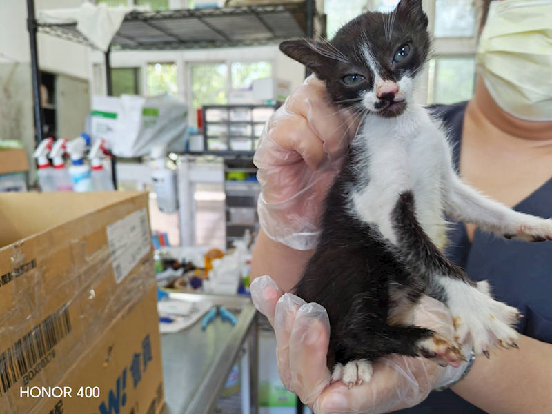 桃園市動物保護教育園區,編號:453329, 混種貓                 