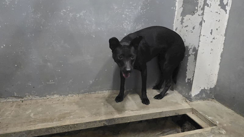 新竹市動物保護教育園區,編號:459548, 混種犬          