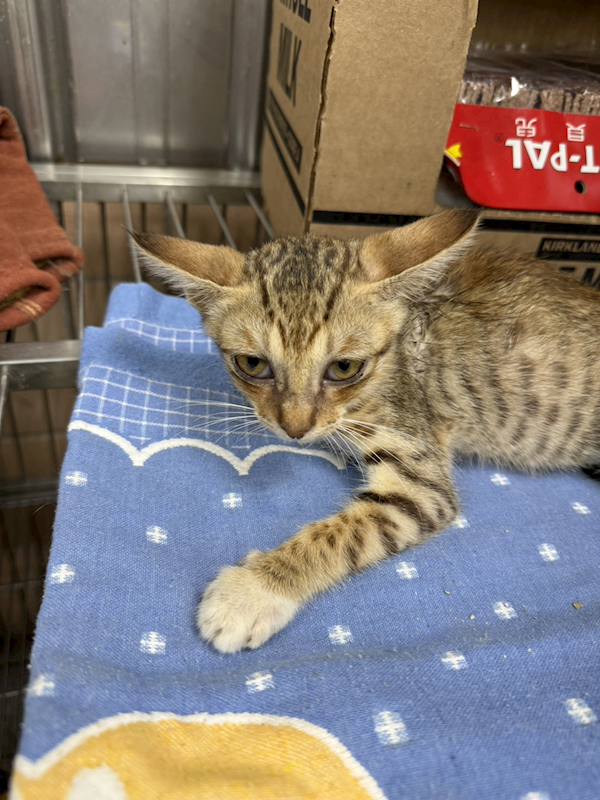 新北市淡水區公立動物之家,編號:459546, 混種貓                 