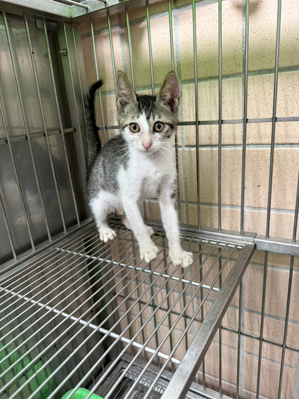 新北市淡水區公立動物之家,編號:459545, 混種貓                 