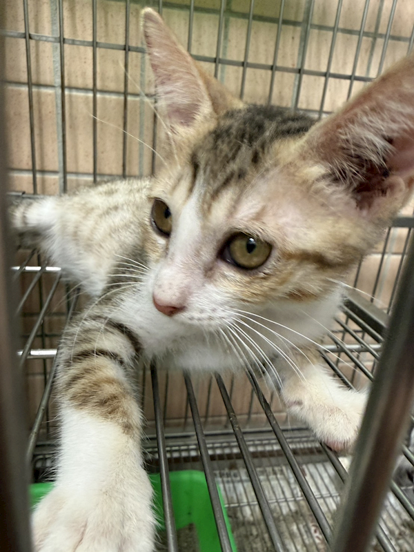新北市淡水區公立動物之家,編號:459544, 混種貓                 
