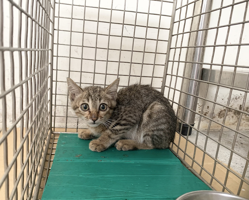 臺北市動物之家,編號:459153, 混種貓                 