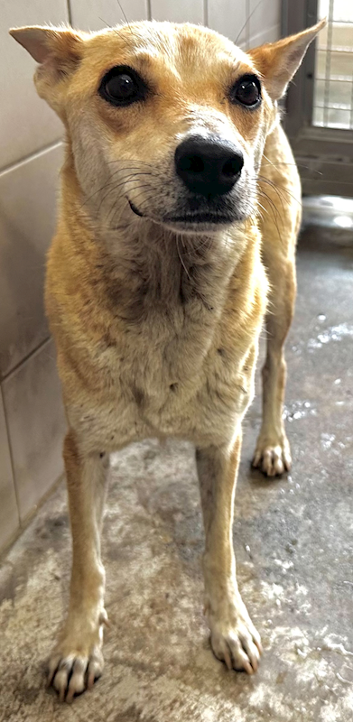 花蓮縣狗貓躍動園區,編號:455390, 混種犬          