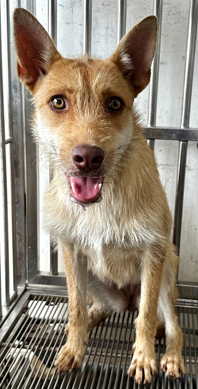 花蓮縣狗貓躍動園區,編號:455391, 混種犬          