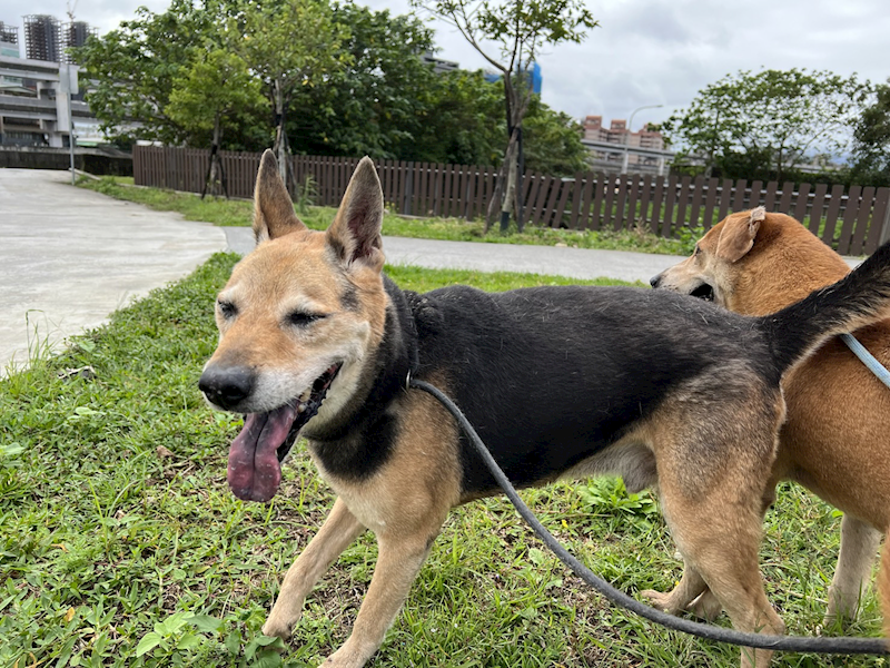 臺北市動物之家,編號:157502, 混種犬          