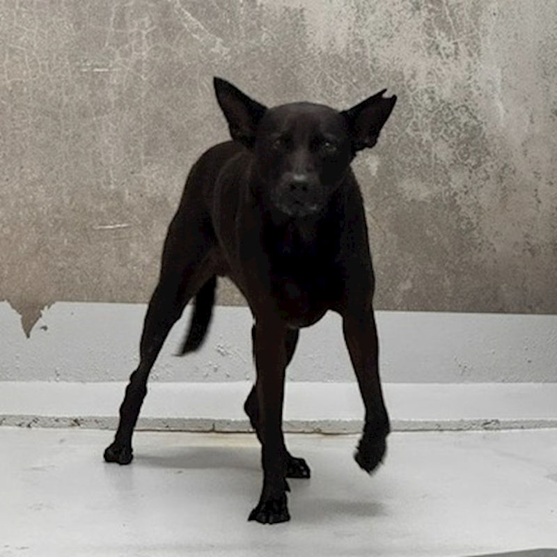 基隆市寵物銀行,編號:457977, 混種犬          