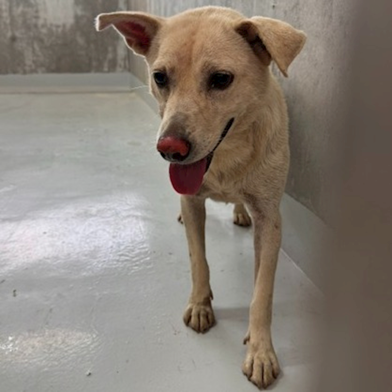 基隆市寵物銀行,編號:458351, 混種犬          
