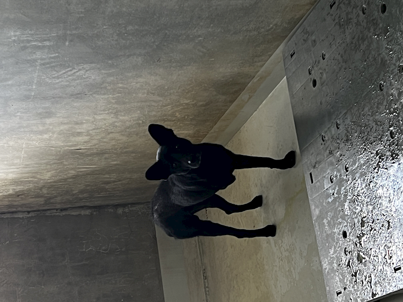 基隆市寵物銀行,編號:455785, 混種犬          