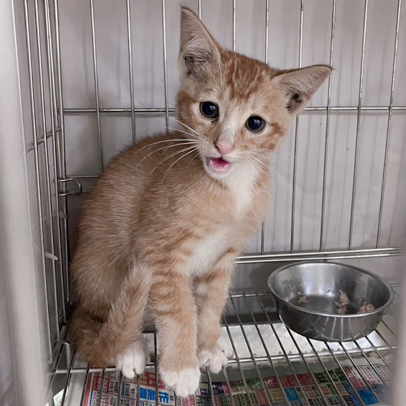 新北市新店區公立動物之家,編號:459657, 混種貓                 