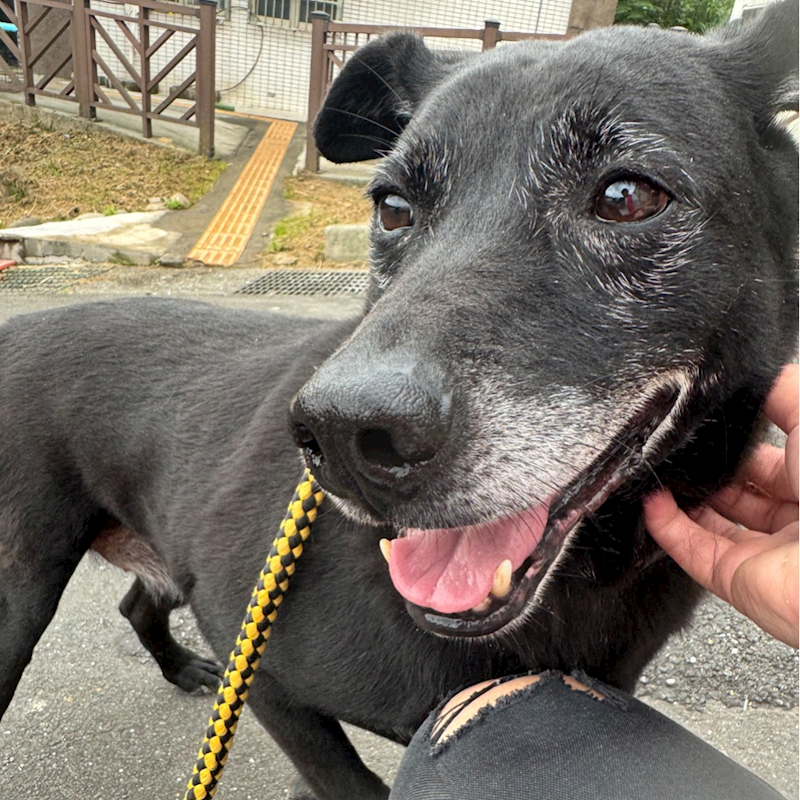 基隆市寵物銀行,編號:53510, 混種犬          