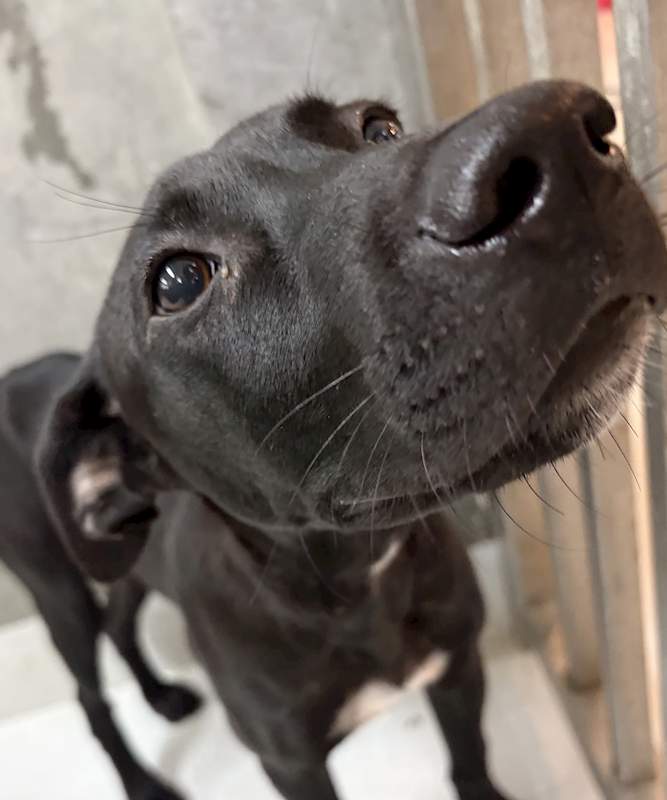 基隆市寵物銀行,編號:458047, 混種犬          