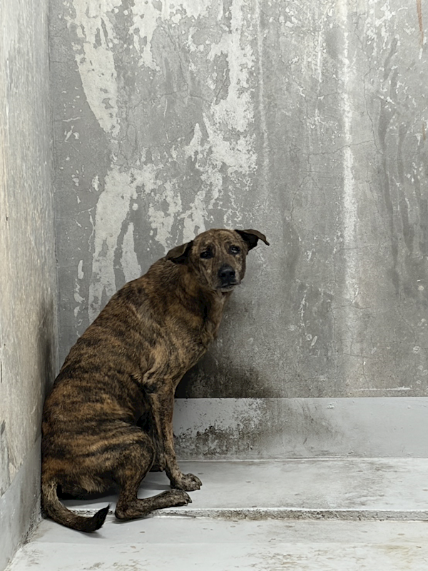 基隆市寵物銀行,編號:432599, 混種犬          
