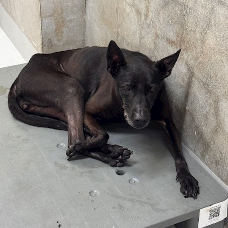 基隆市寵物銀行,編號:454058, 混種犬          