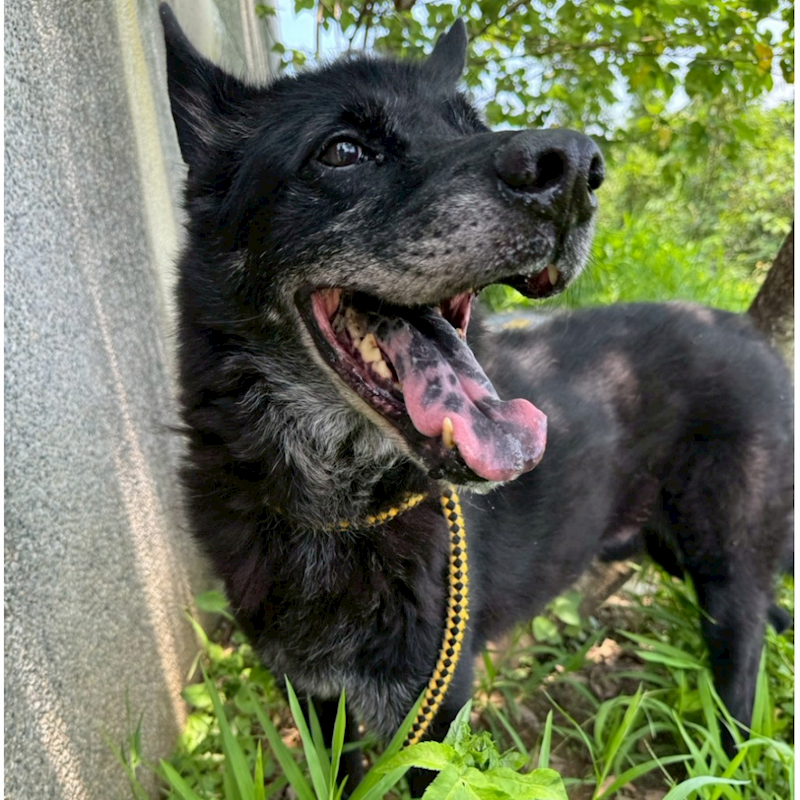 基隆市寵物銀行,編號:190434, 混種犬          