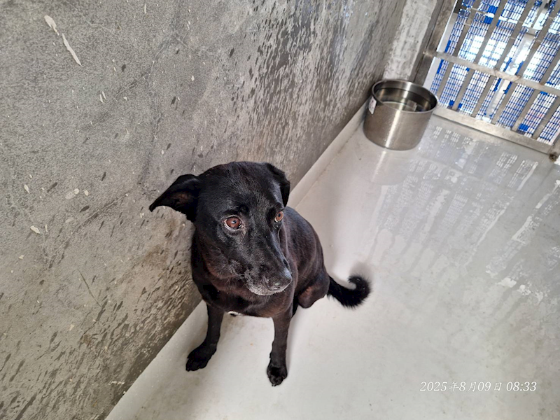 基隆市寵物銀行,編號:417715, 混種犬          